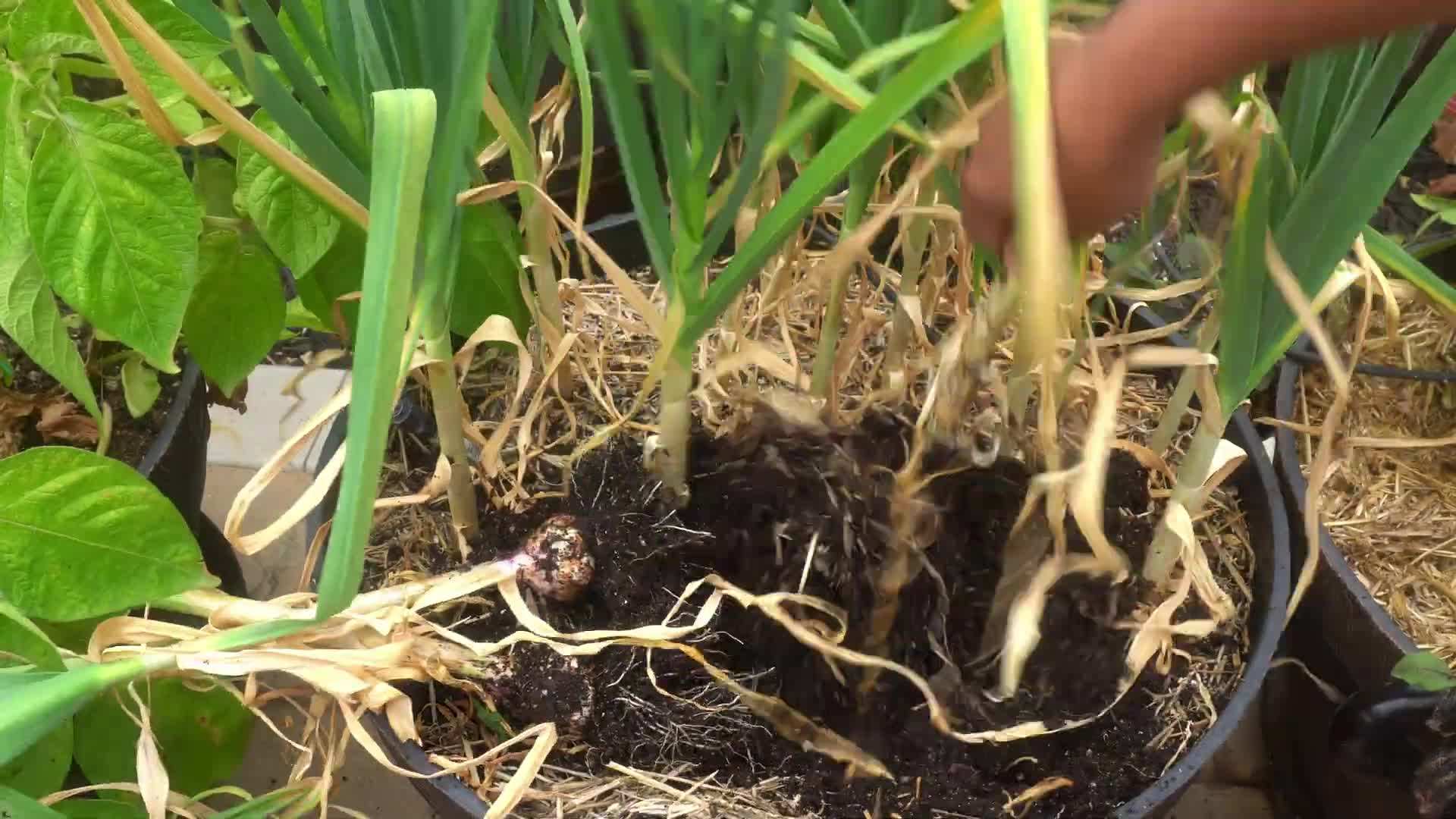 Planting garlic cloves in the container