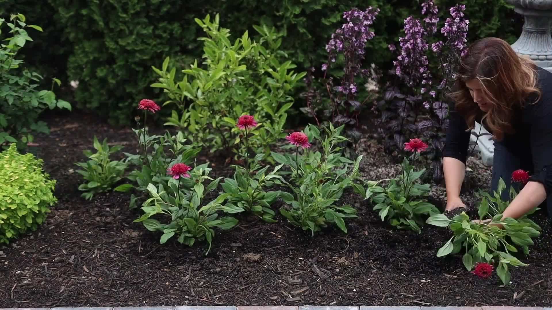 Planting 'Raspberry Beret' Echinacea in Your Garden