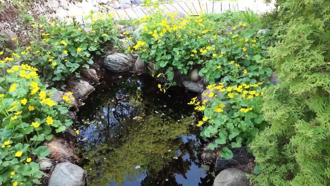 Examples of native ground covers for sustainable landscaping
