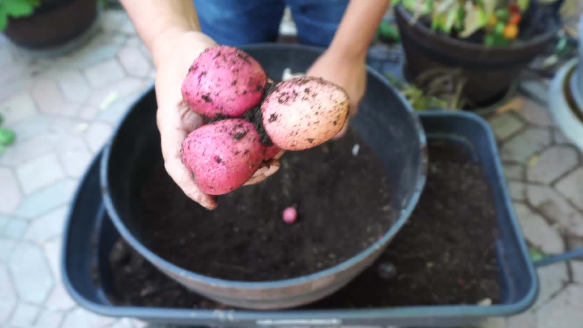 Adding compost to the potting mix