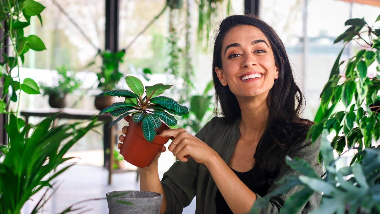 7 Plant Care Mistakes to Avoid: A Guide to Healthy Indoor Plants