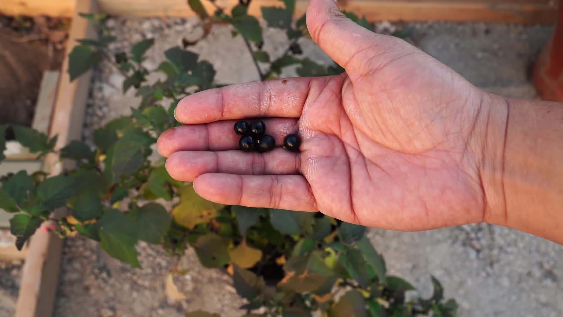 Companion planting: tomatoes and basil