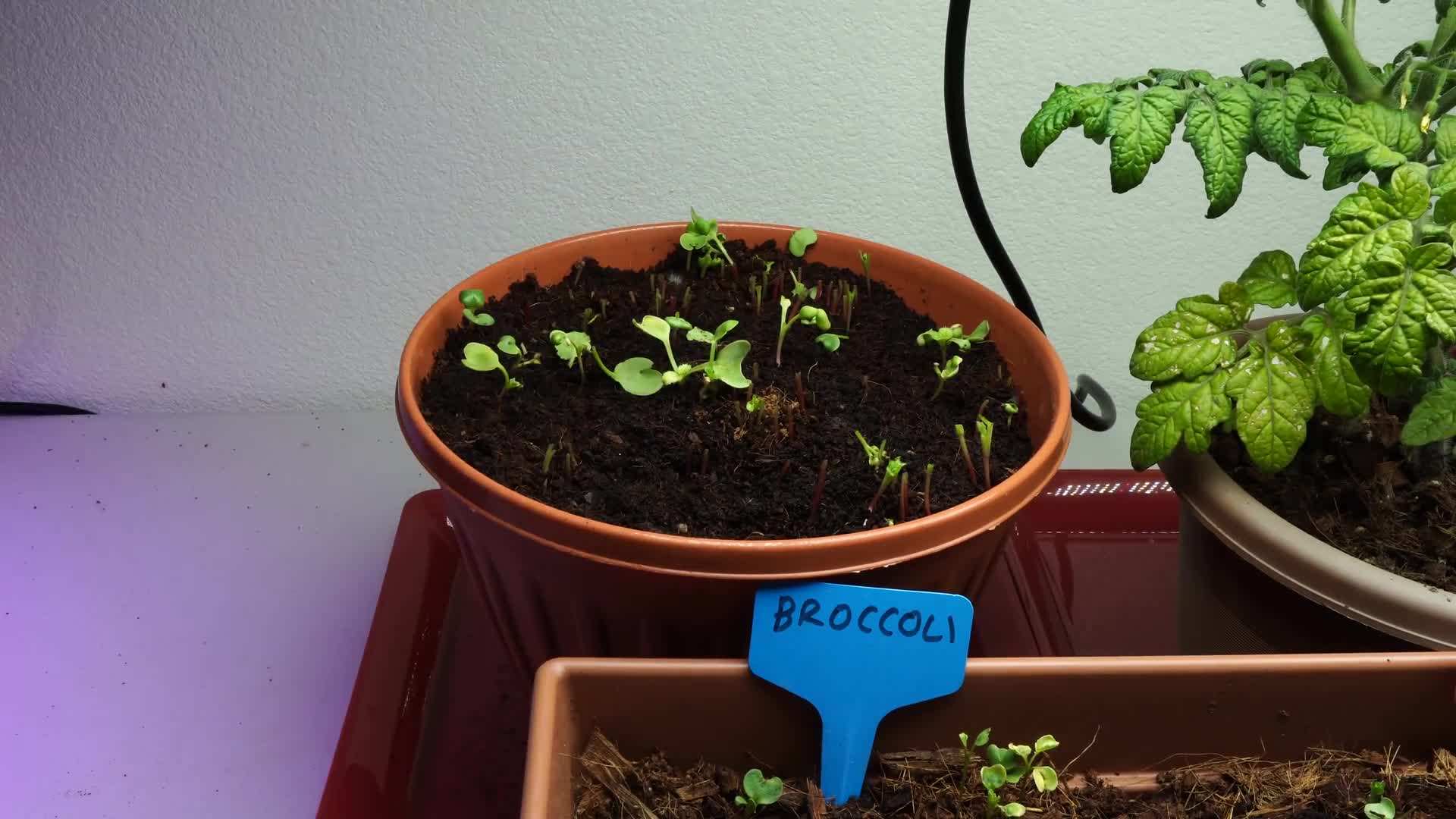 Plentiful harvest of fresh vegetables