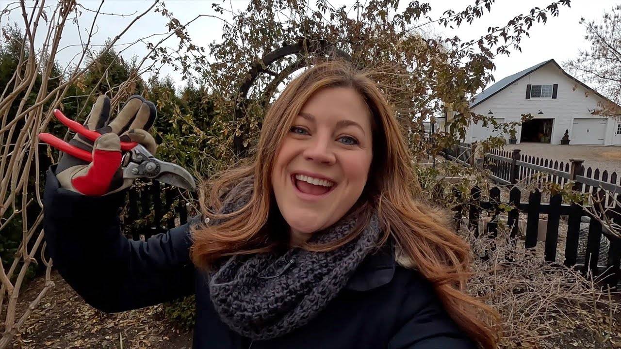 Pruning Climbing Roses: A Step-by-Step Guide to Maintain Healthy and Beautiful Roses