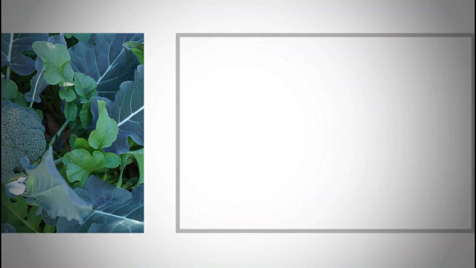 Green Magic Hybrid Broccoli Seeds