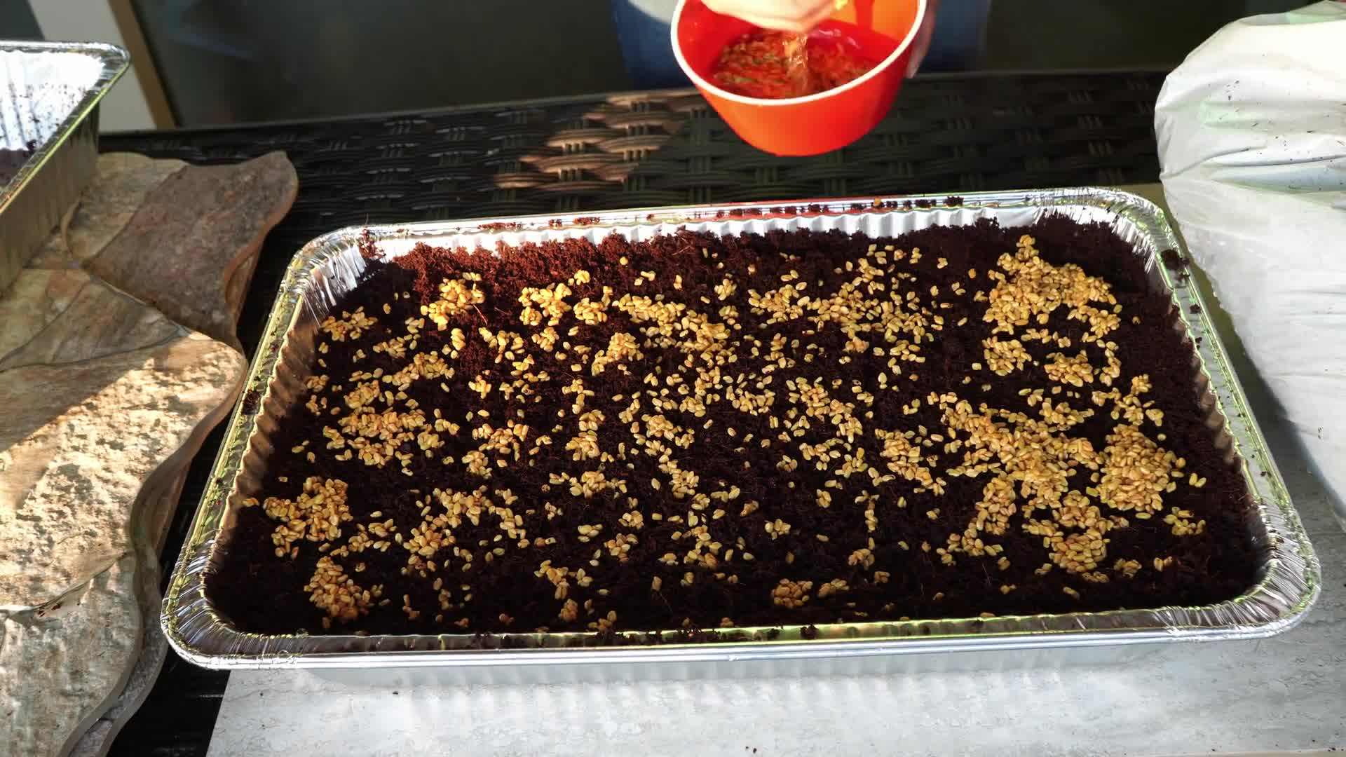 Organic microgreen seeds labelled for microgreens