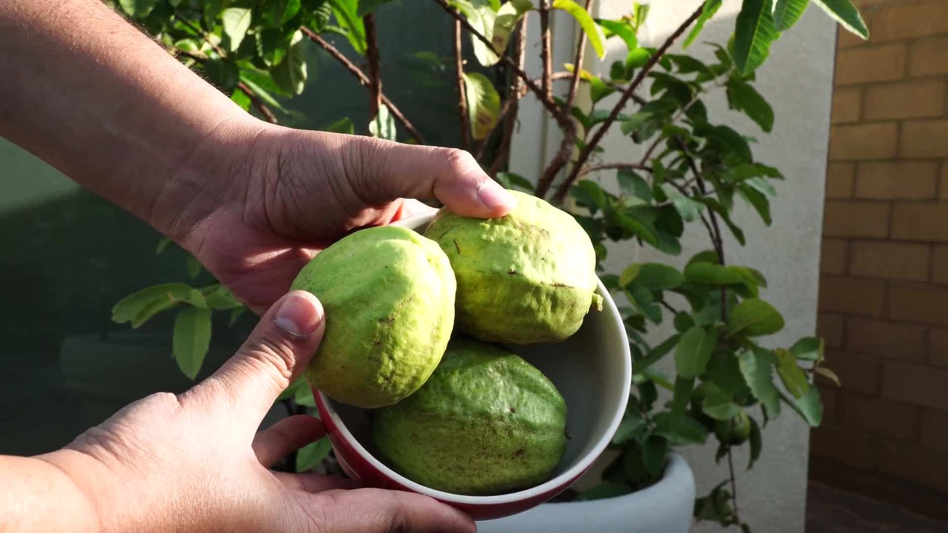 Colorful winter flowers brightening up the garden