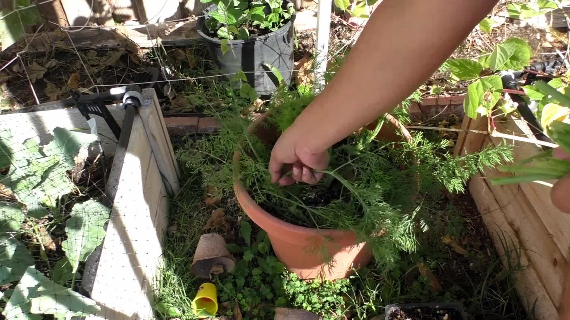 Mulching to Conserve Moisture and Suppress Weeds