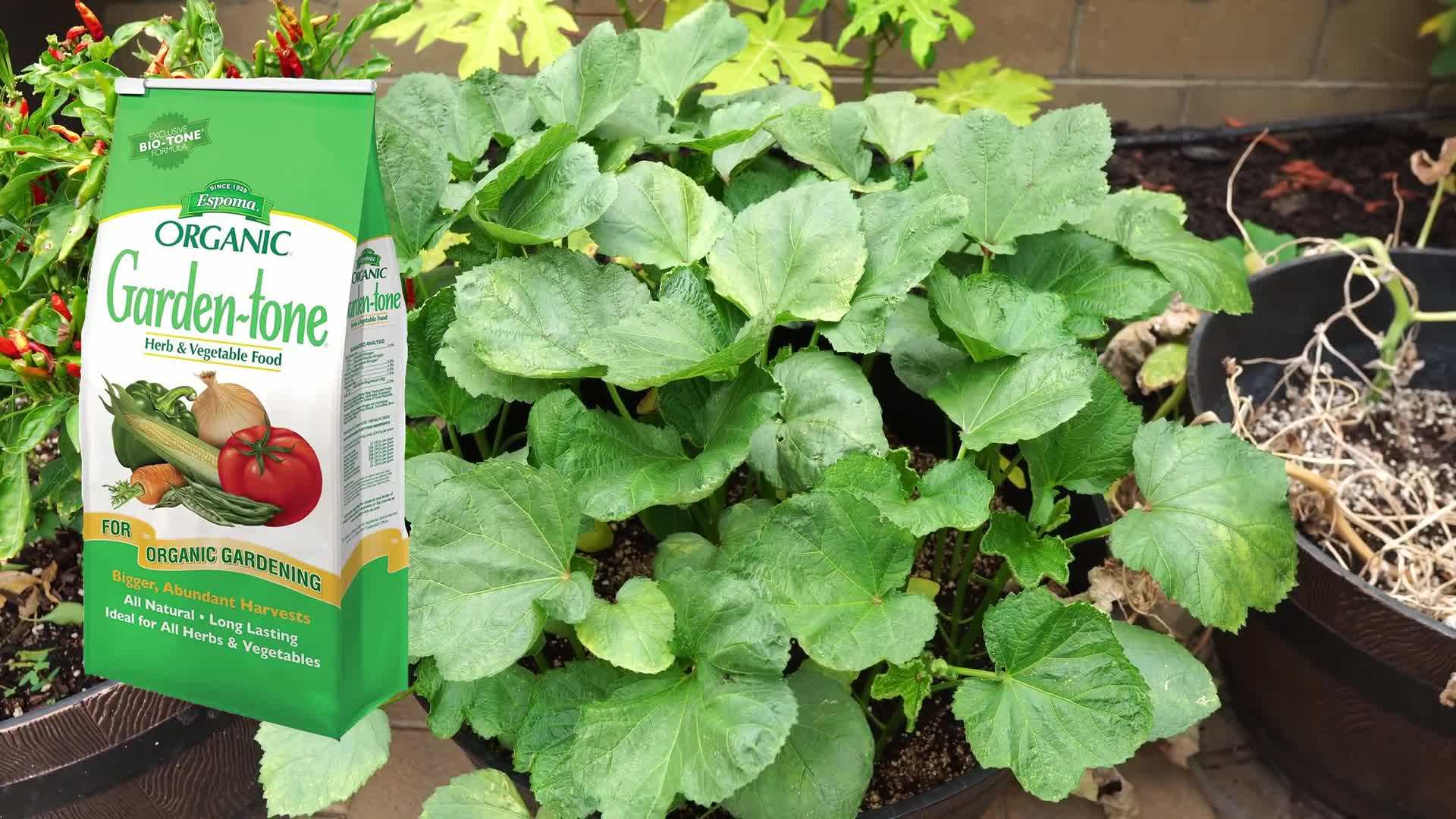 Choosing the right container for growing okra