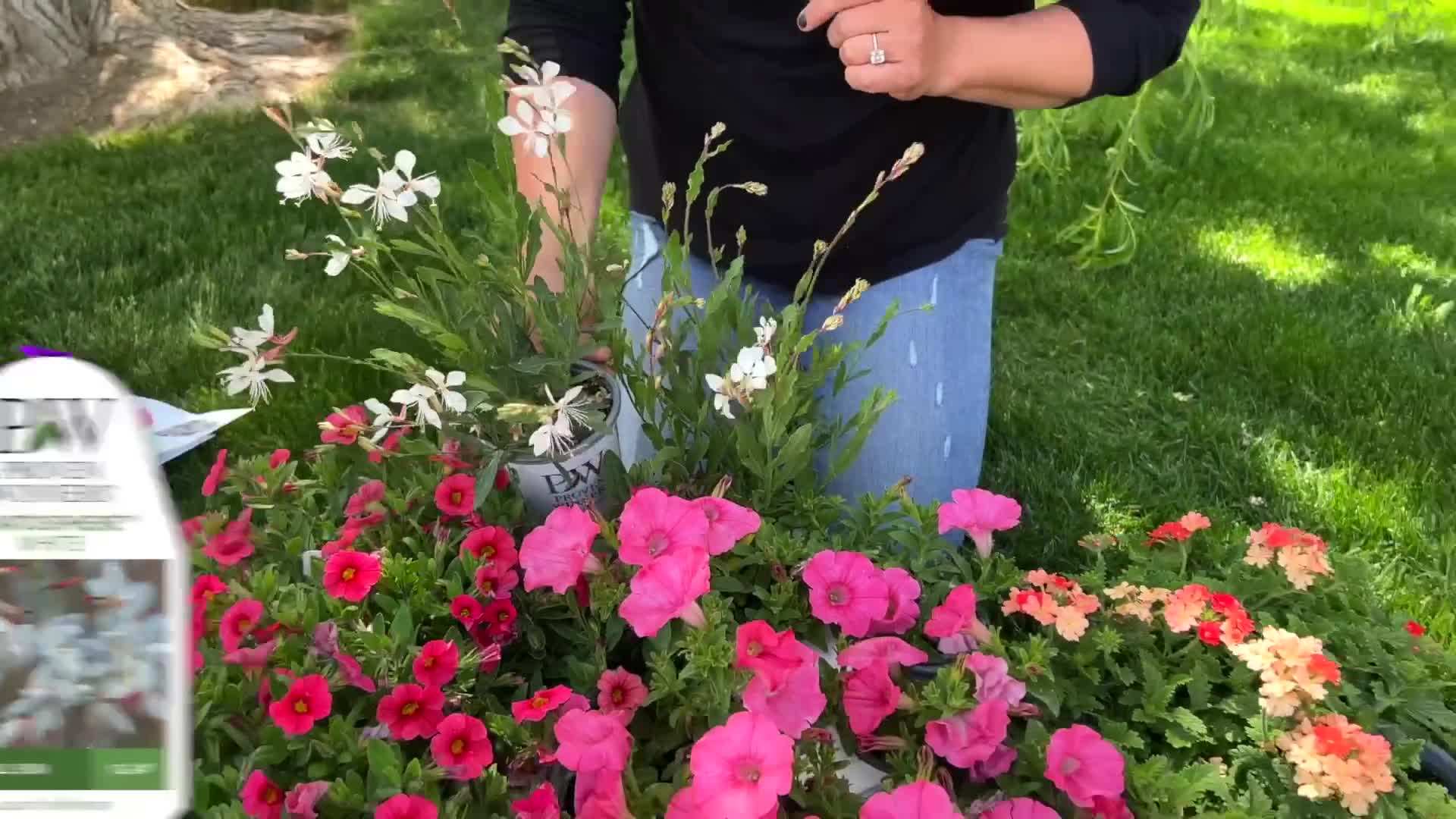 Containers filled with shade-loving plants