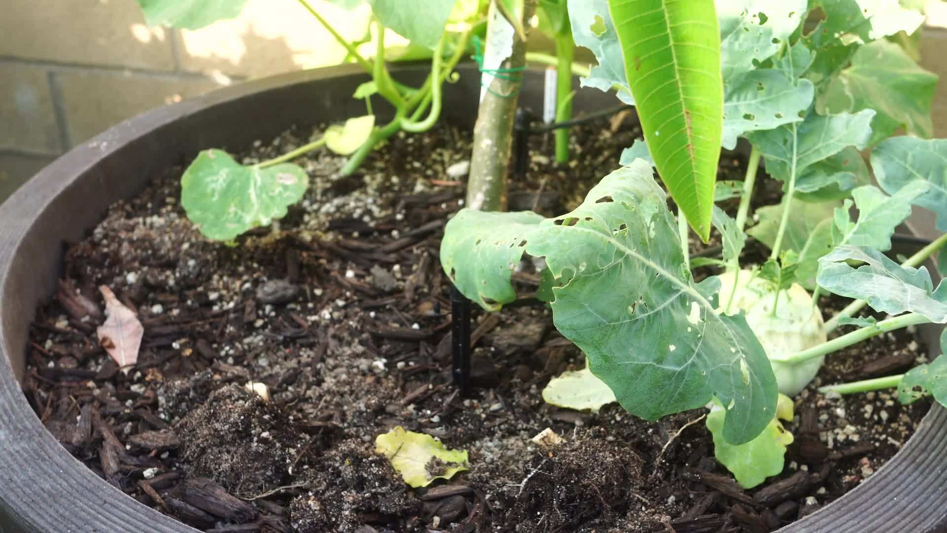 Adding compost to the soil