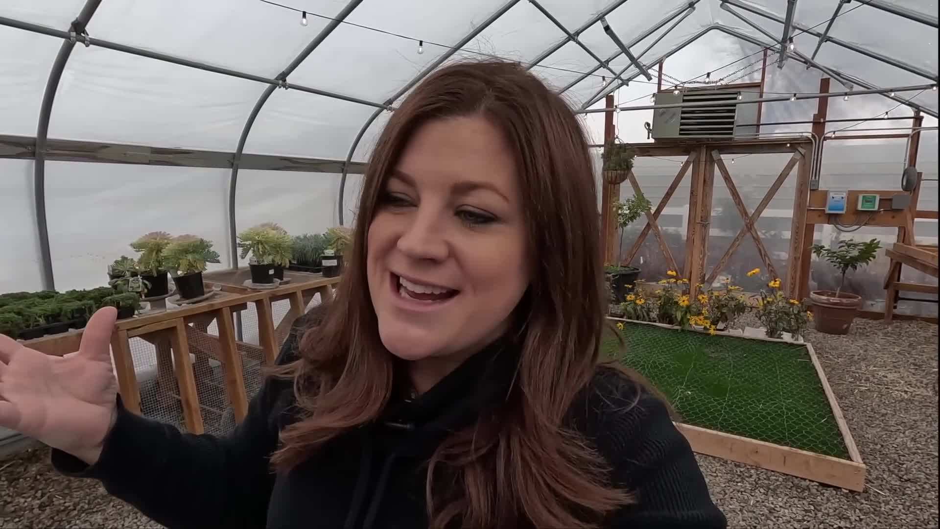 Crispino Pelleted Lettuce Seed