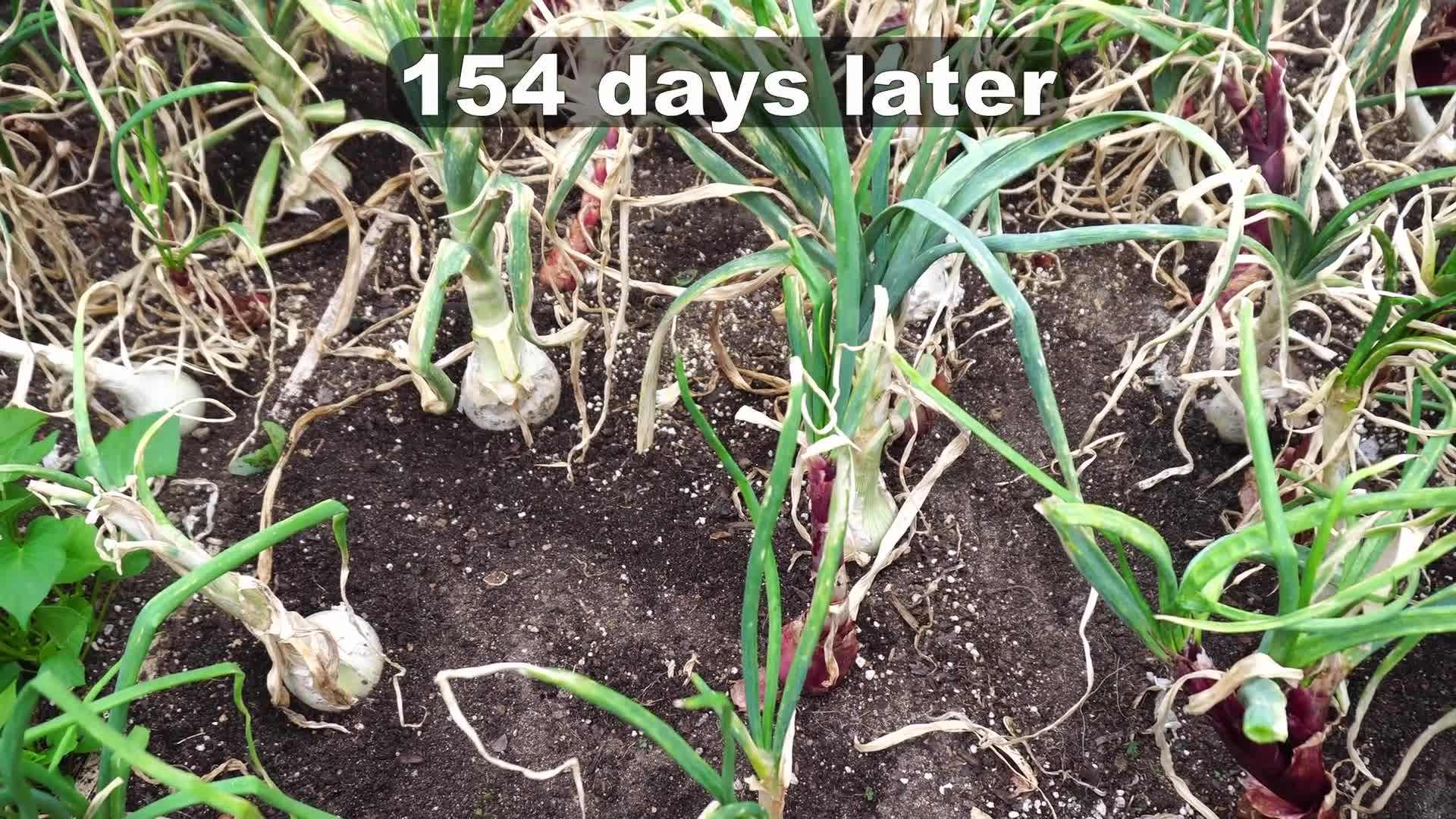 Illustration of soaking the onion sets in water before planting