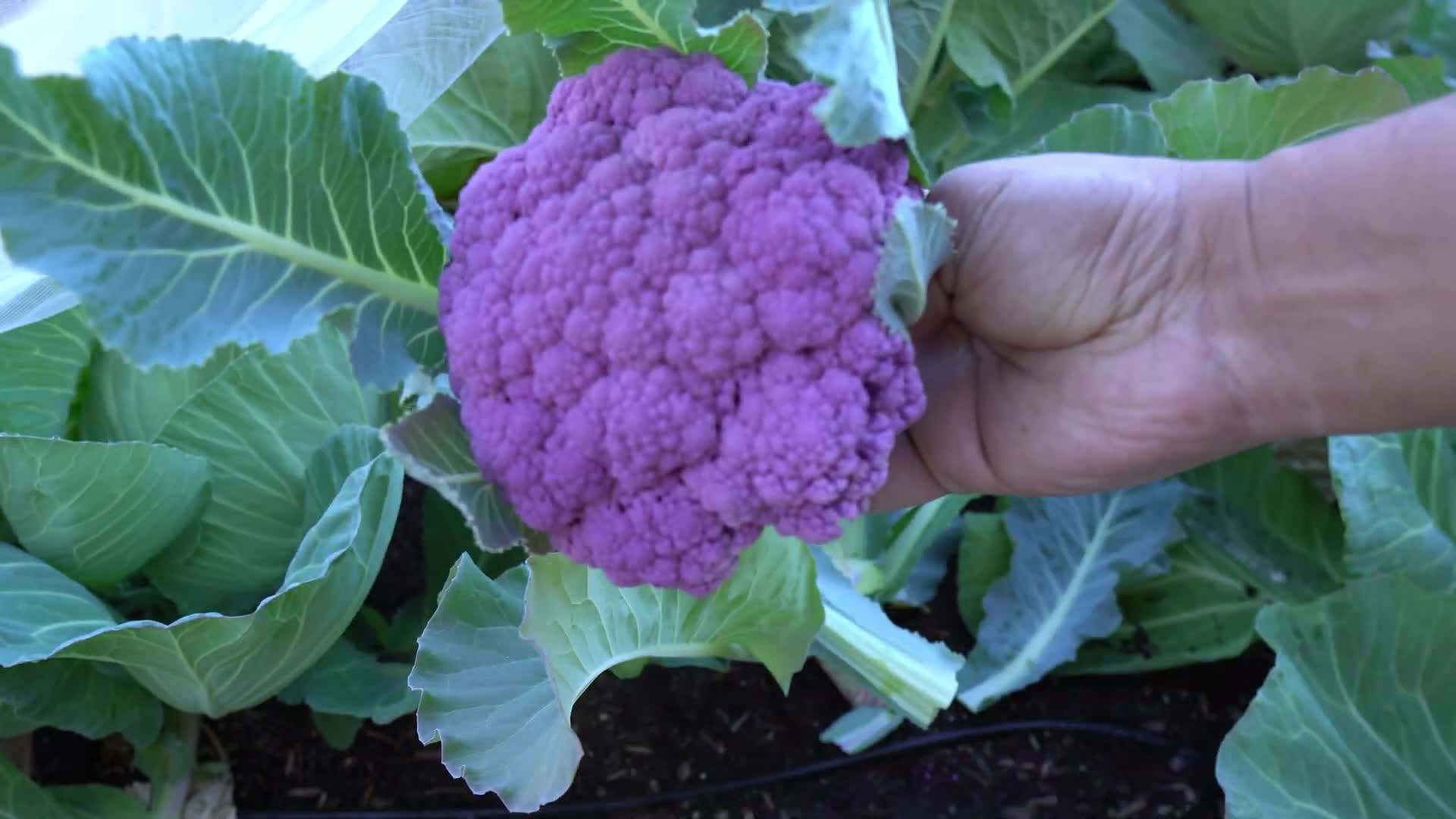 Preparing the soil with organic matter