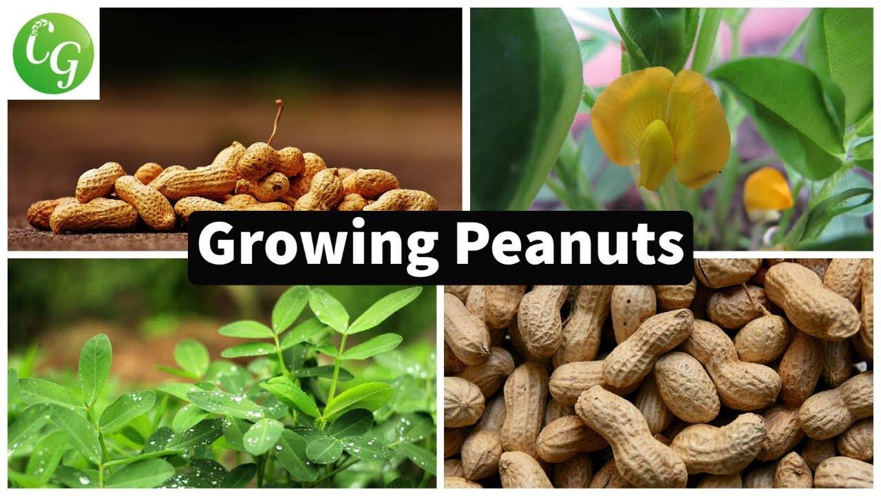 How to Grow Peanuts in Your Home Garden: A Comprehensive Guide