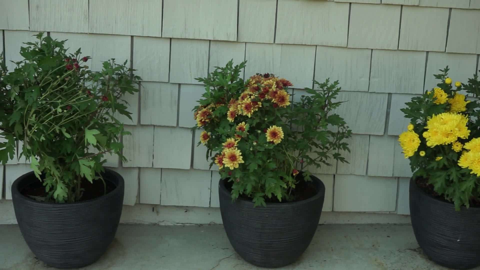 Selecting Disease-Resistant Chrysanthemum Varieties