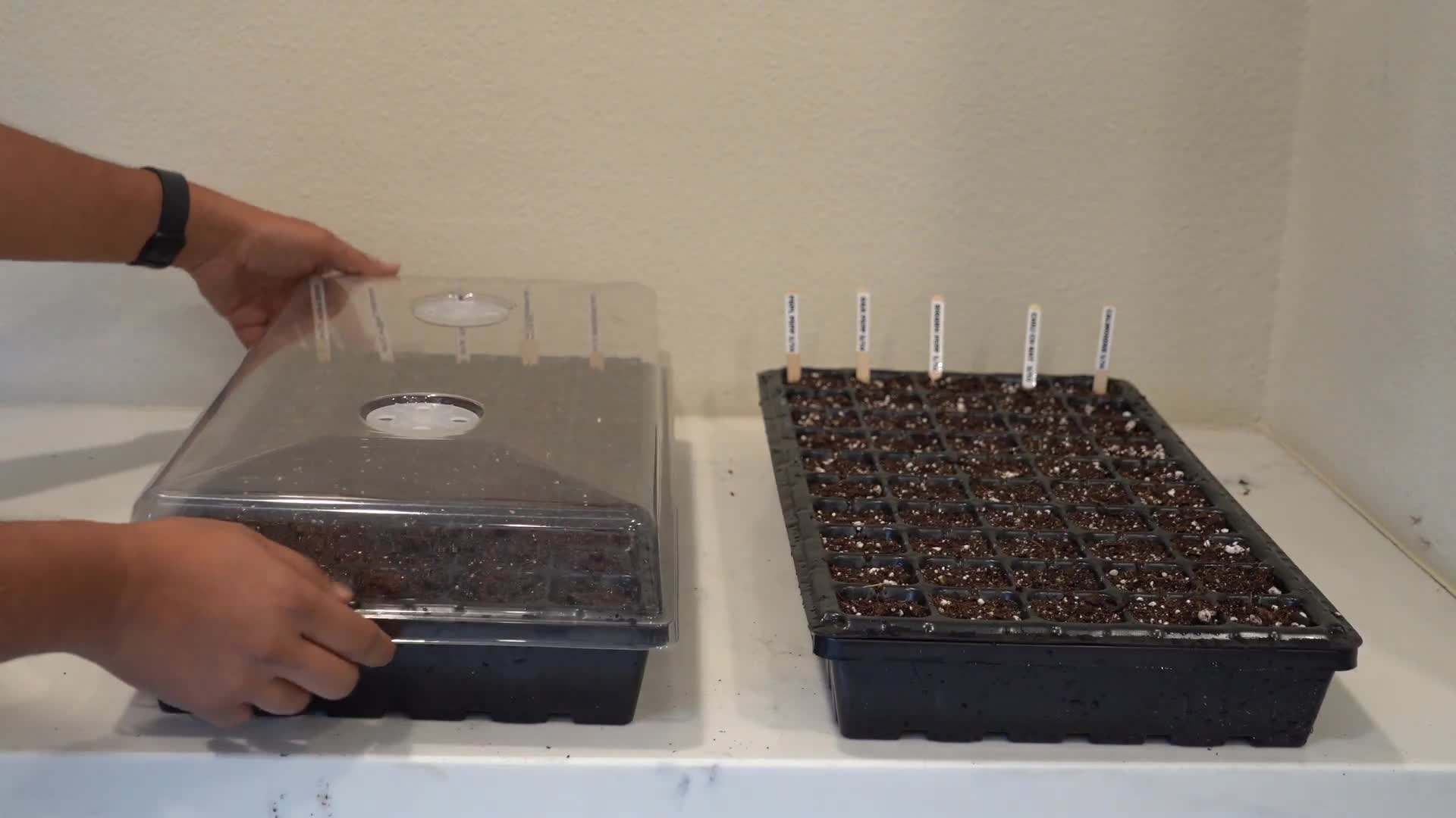 Sowing seeds in trays