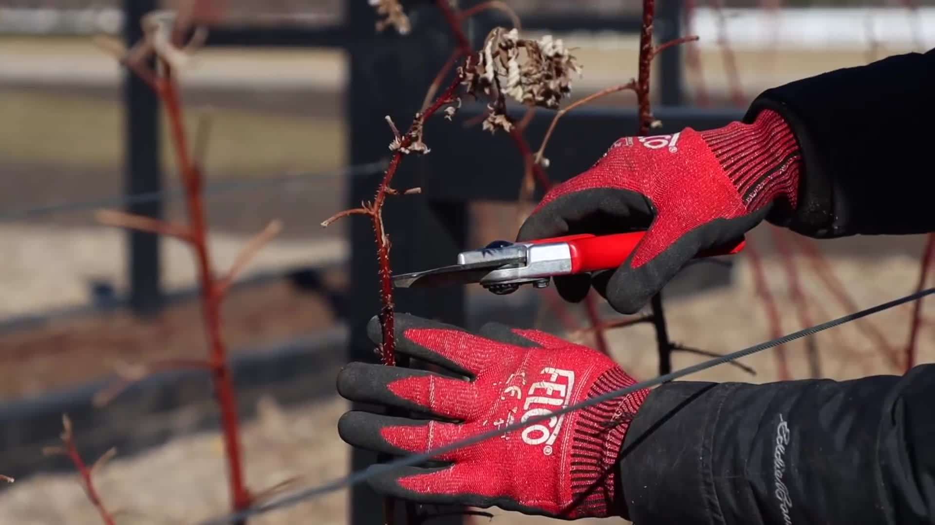 Close-up image of a diseased raspberry cane
