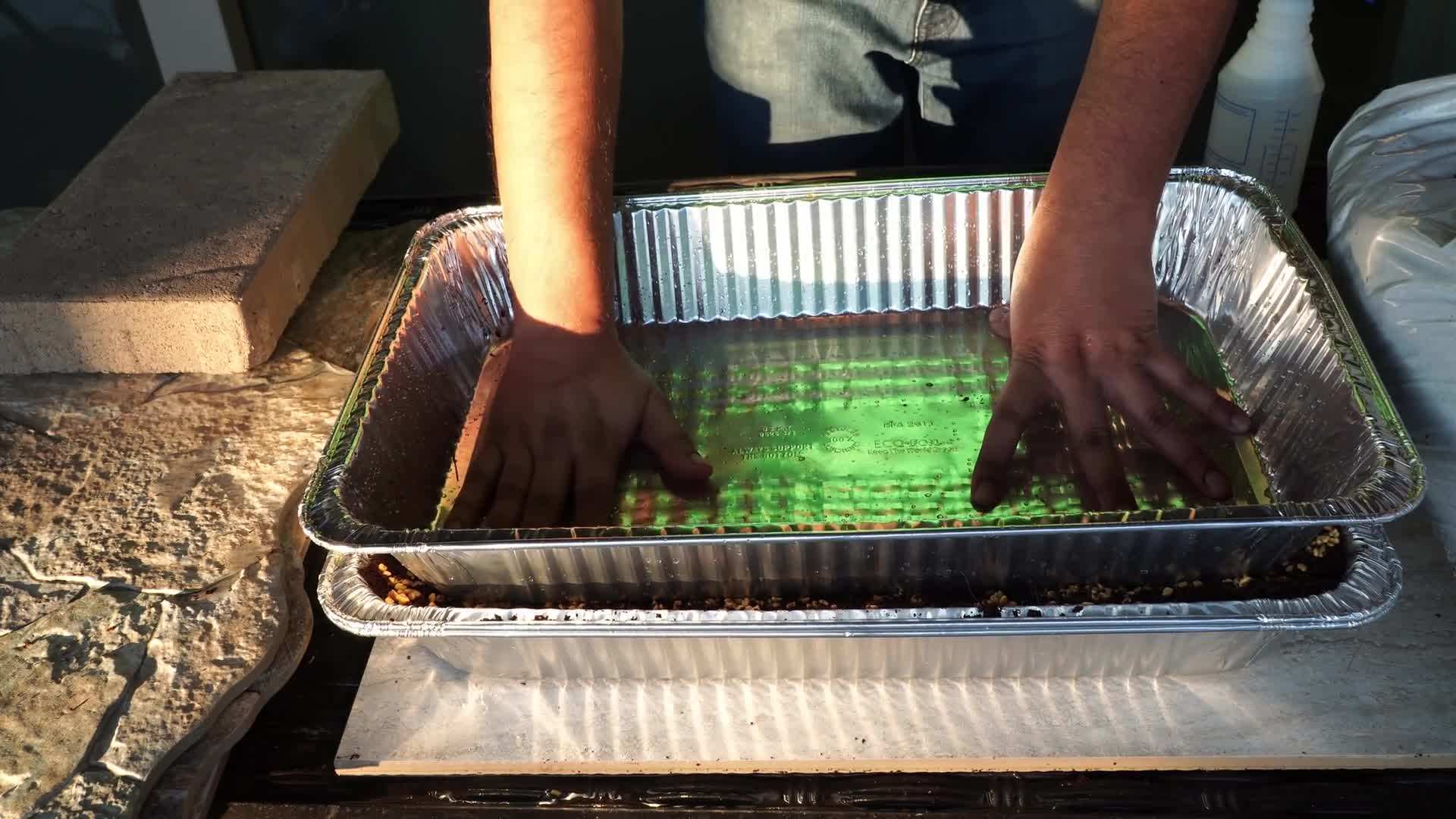 Broccoli microgreen seeds