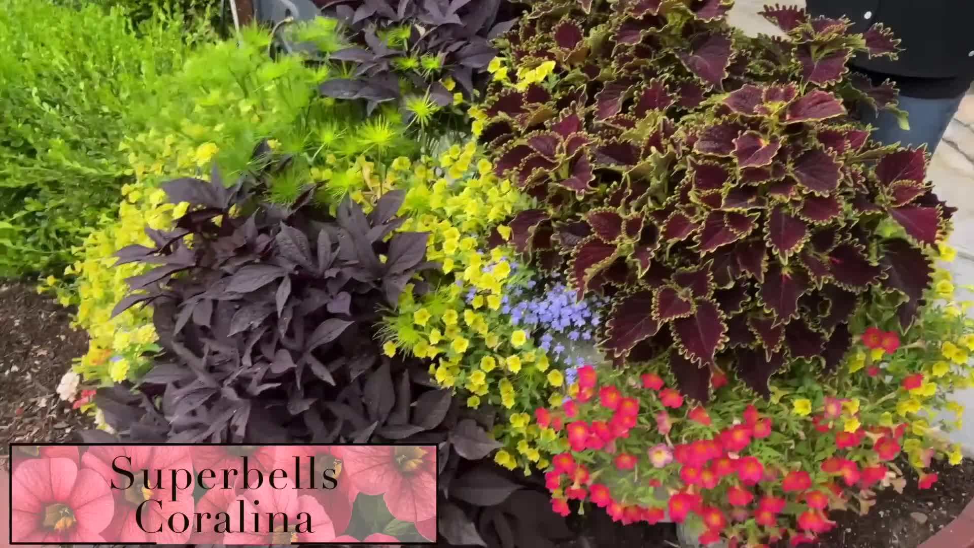 An example of a thriller plant - canna lilies