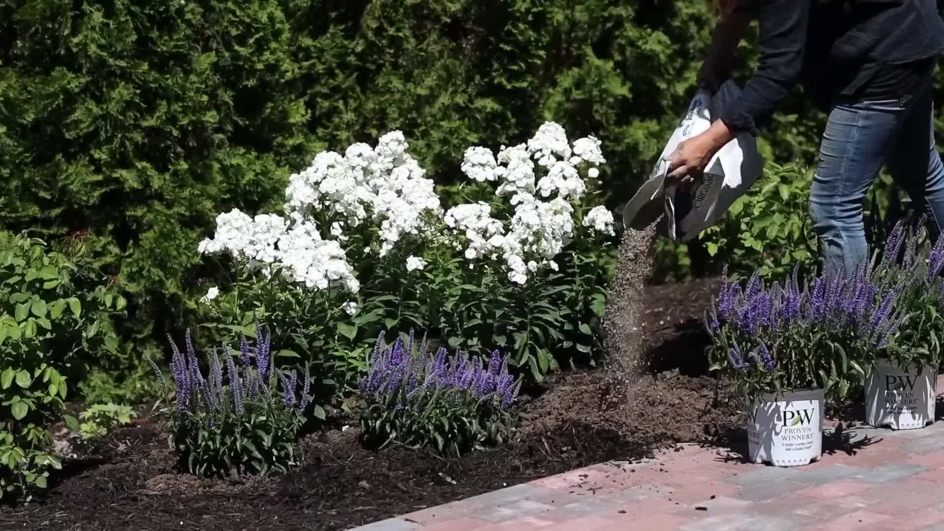 Luminary™ 'Backlight' Tall Garden Phlox