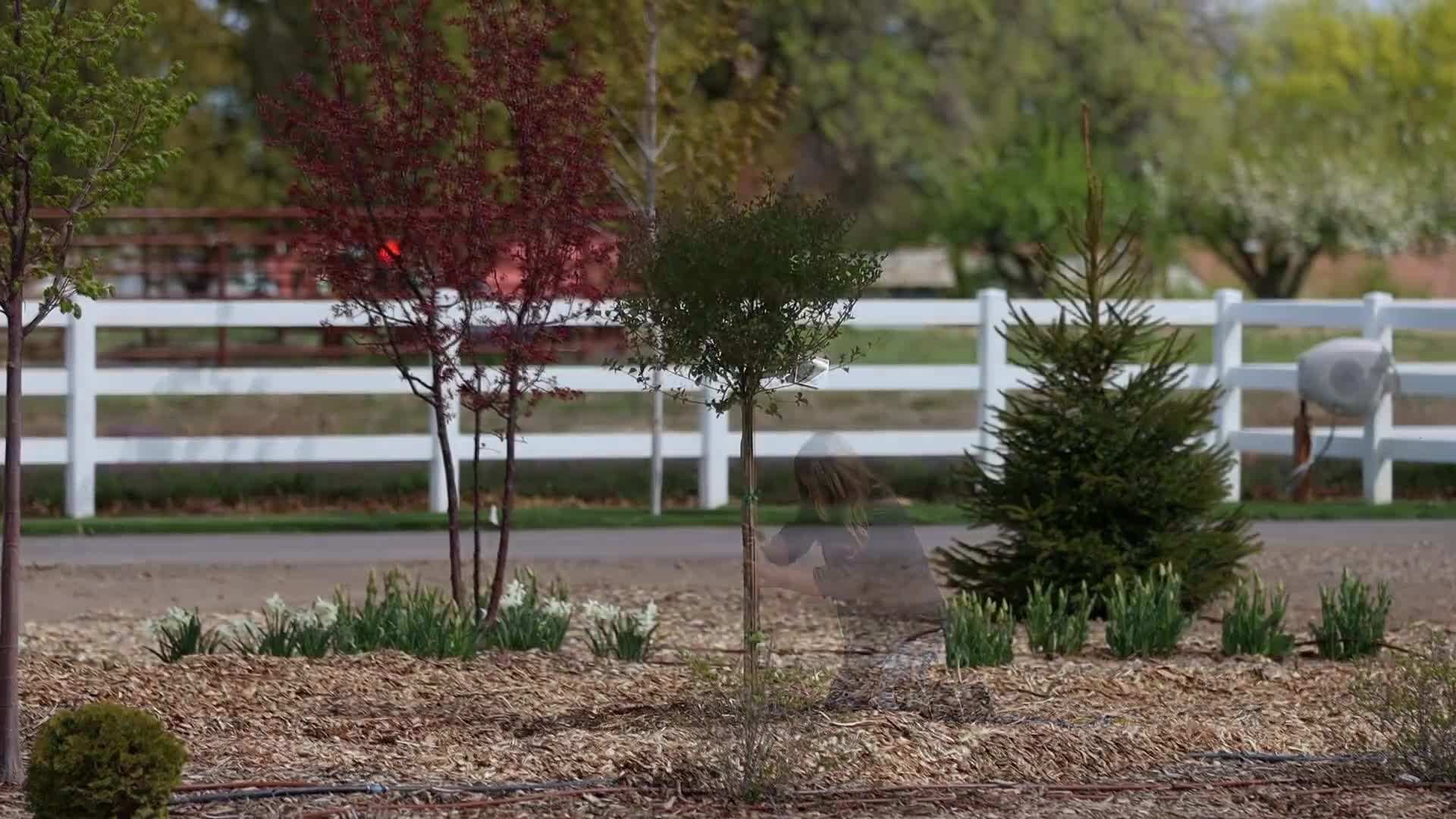 Caring for ornamental oregano