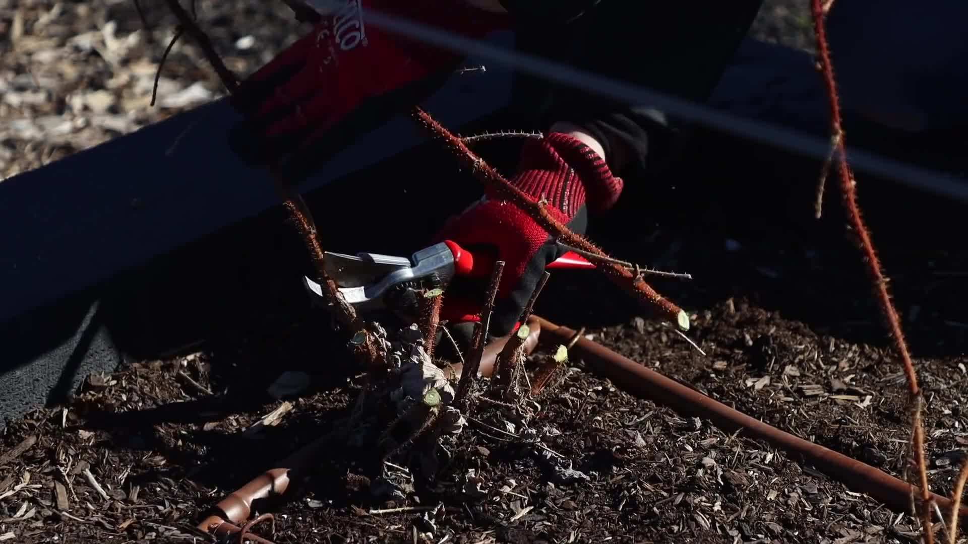 Image of raspberries being pruned in late winter