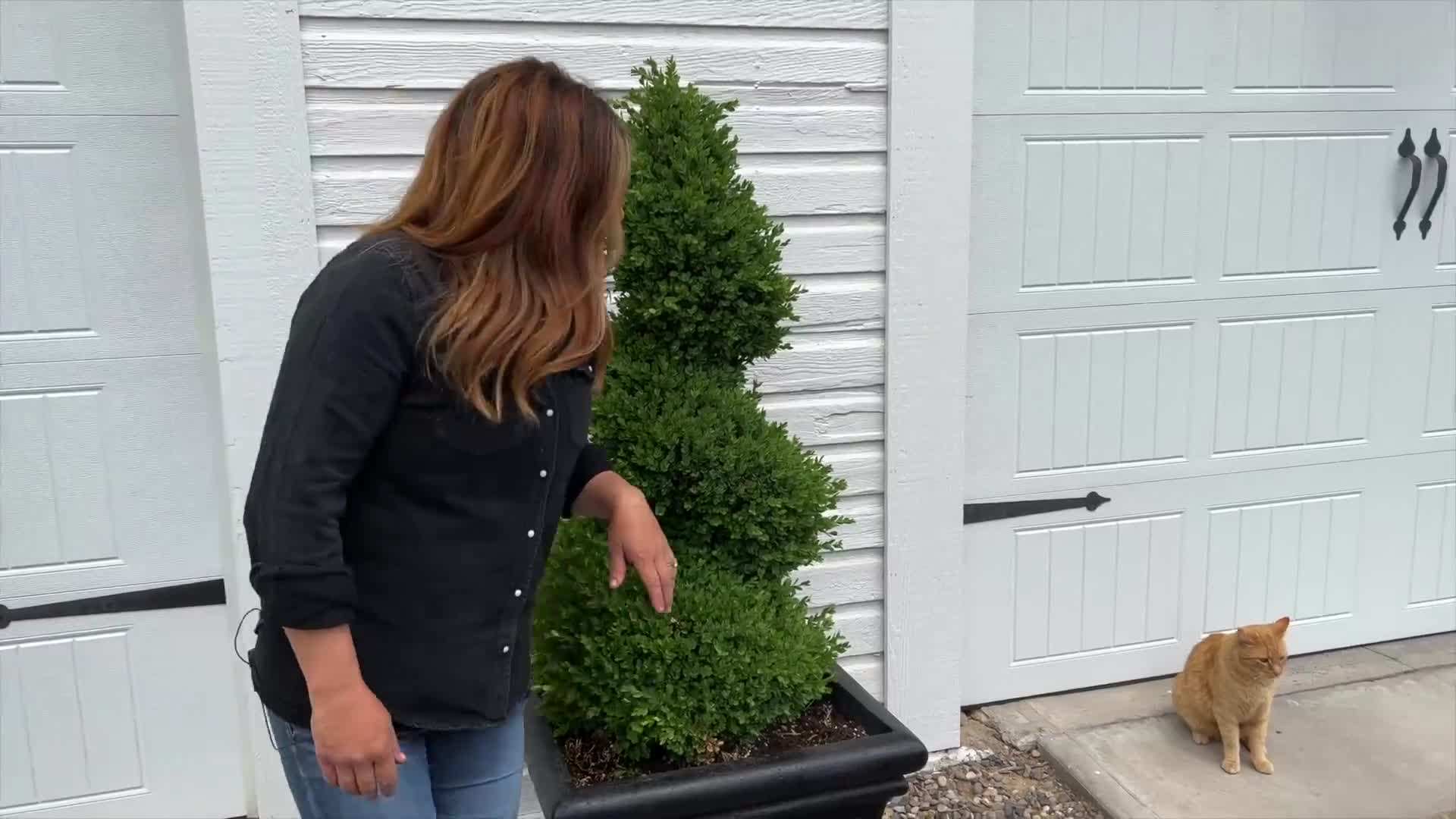 Proven Accents Sweet Caroline Sweetheart Lime Sweet Potato Vine