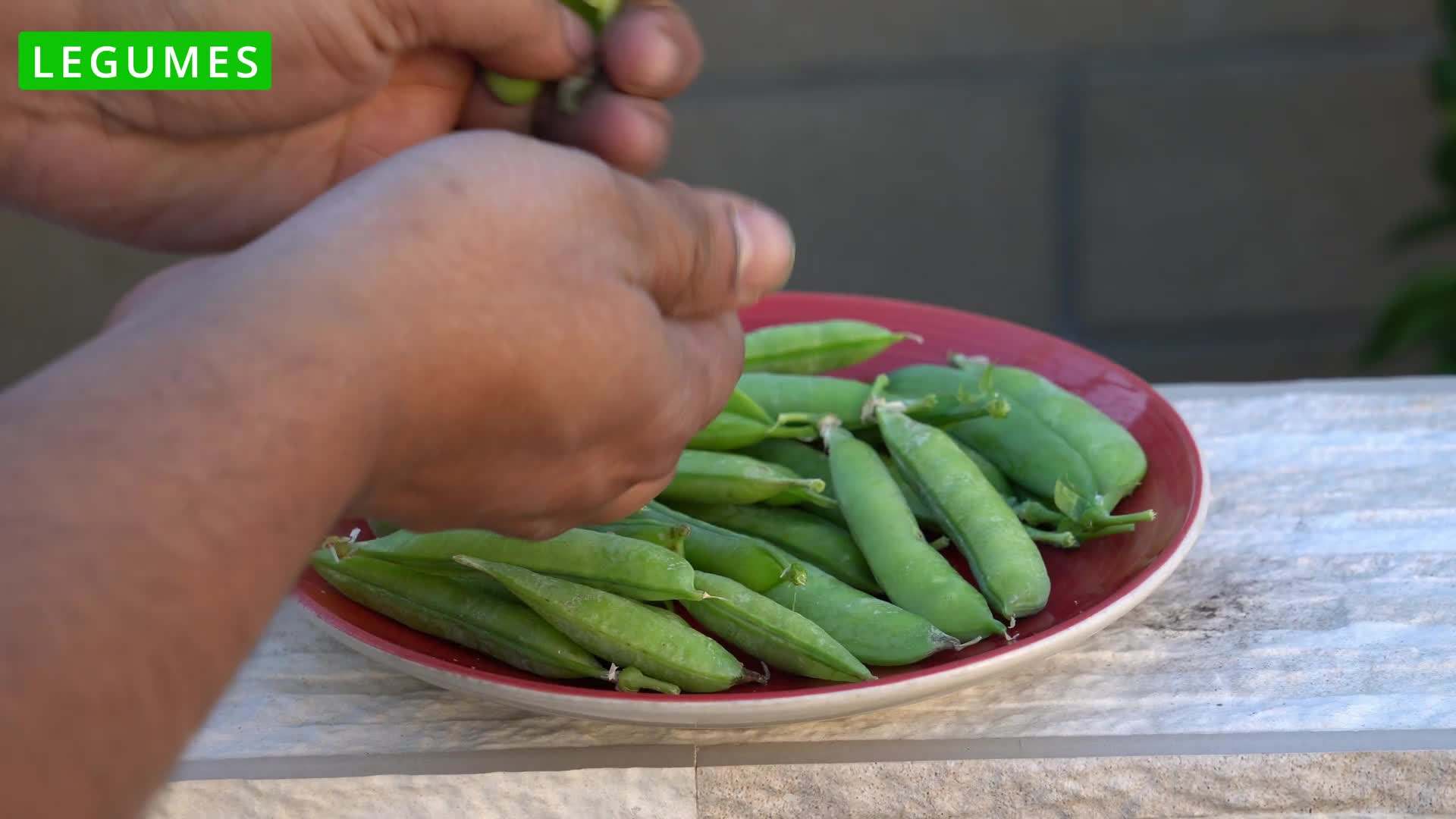 Harvesting fall vegetables