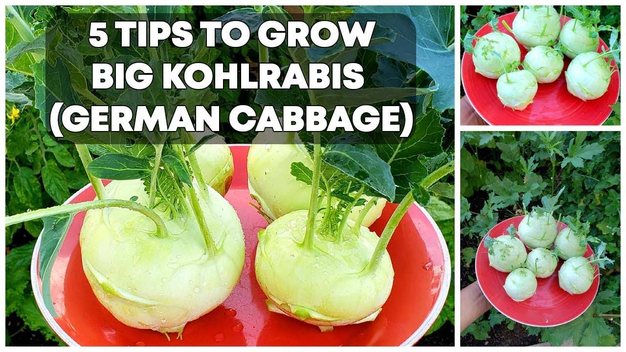 5 Tips To Grow BIG Kohlrabis (German Cabbage) - Kohlrabi Growing Tips!