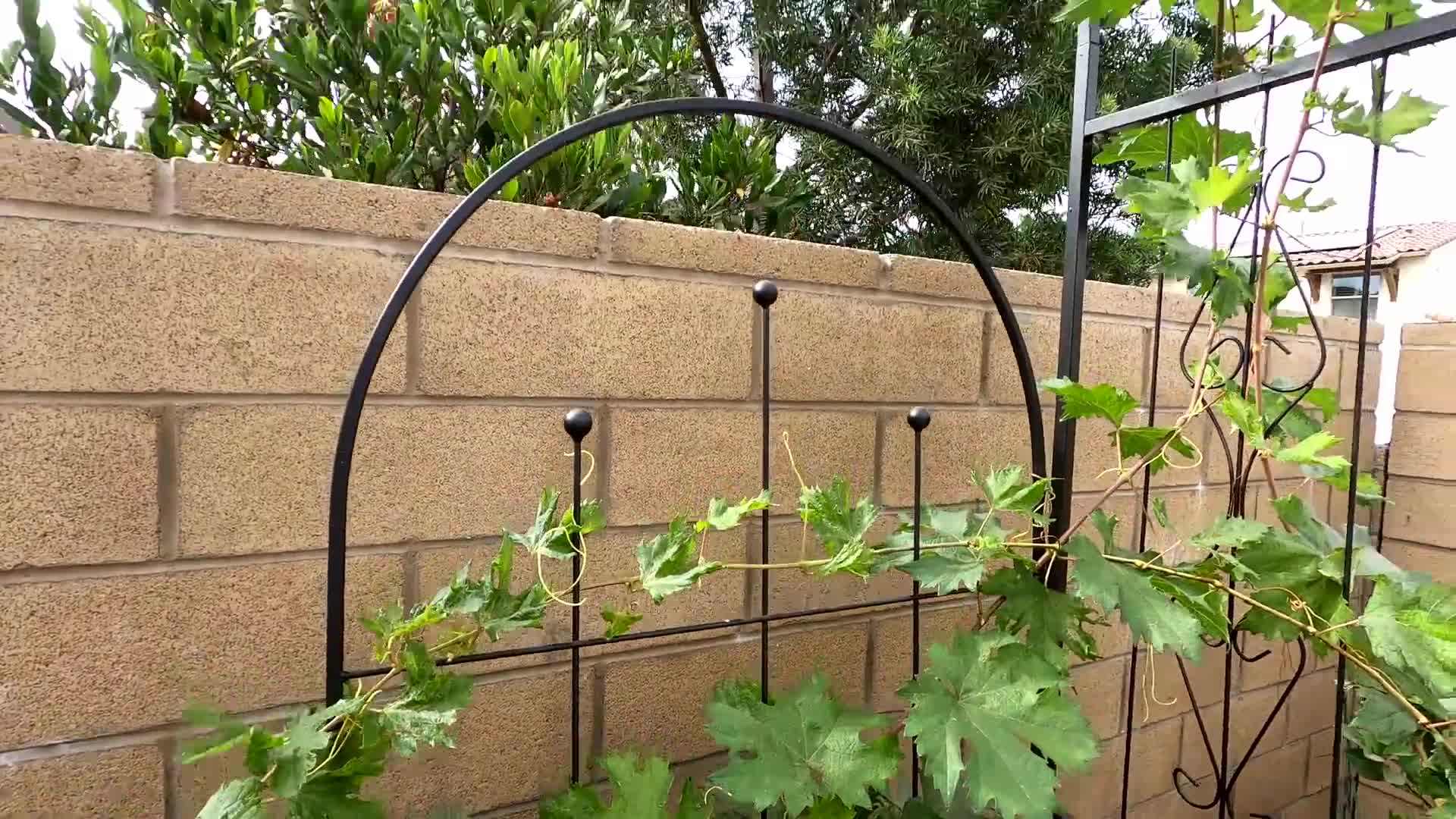 Example of a disease-resistant fruit tree