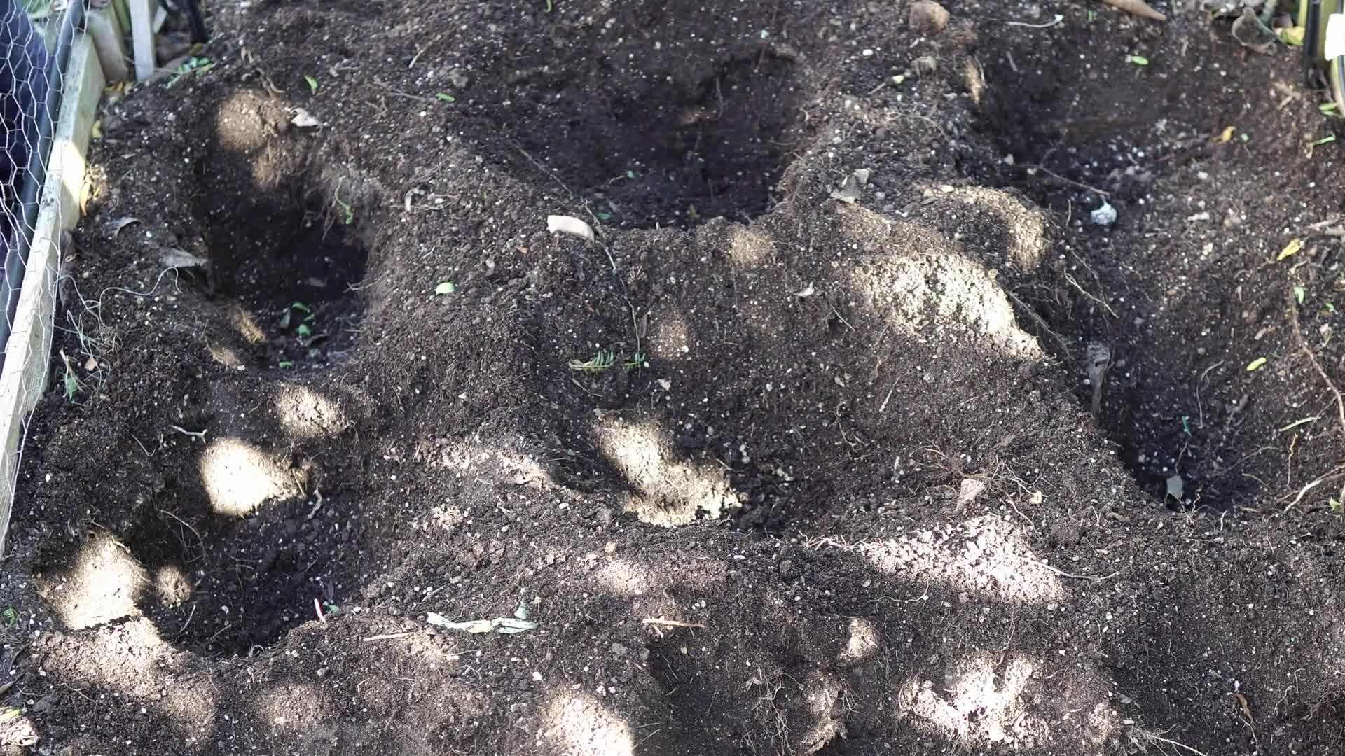 Preparing the raised beds