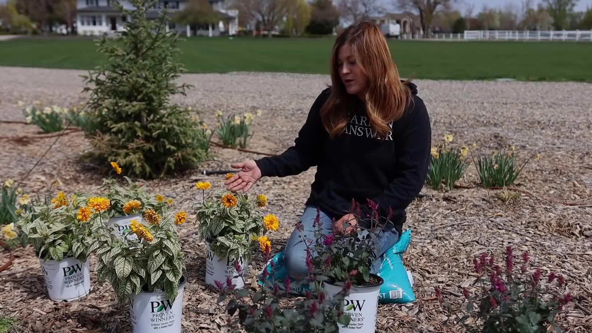 Heliopsis 'Bit of Honey' False Sunflower in a Garden Setting