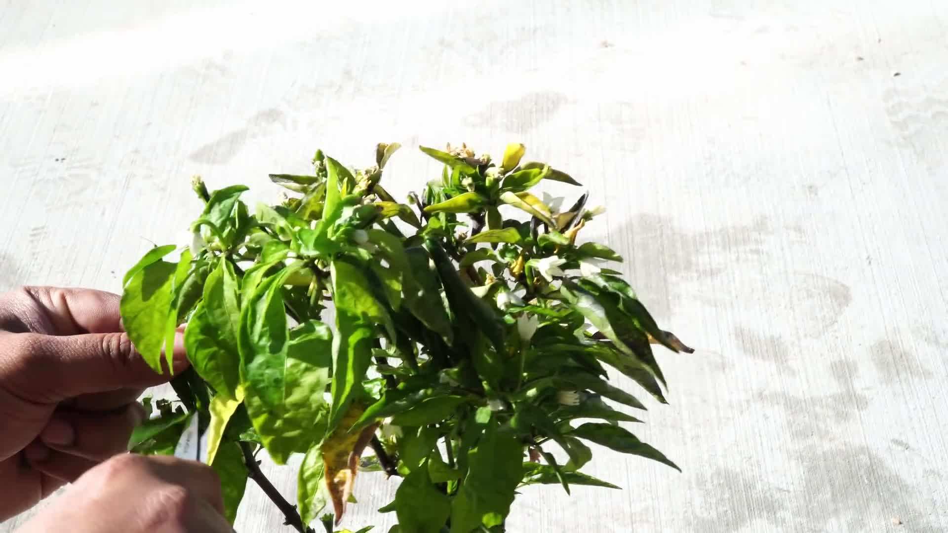 Raised bed garden with cinder blocks