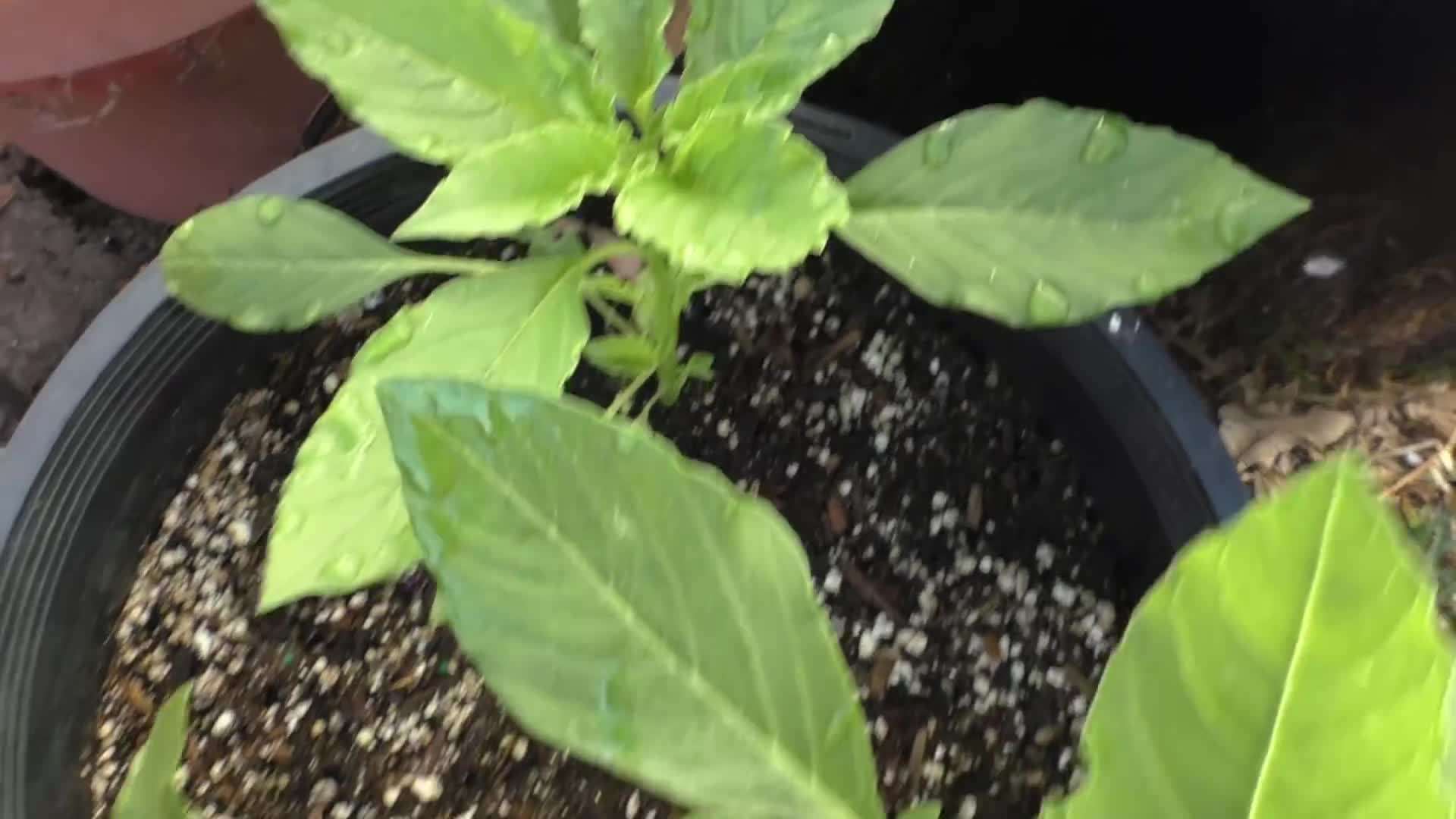 The benefits of organic fertilizers