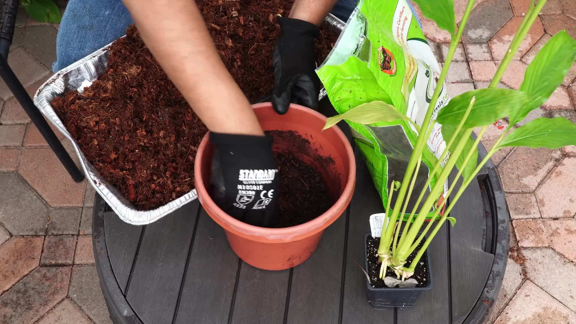 Coconut Coir: A Natural Fiber for Healthy Plant Growth