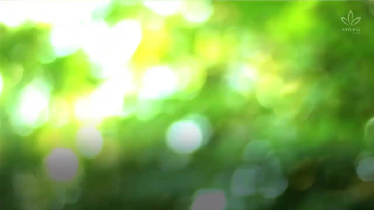 Cat's Claw Supplements