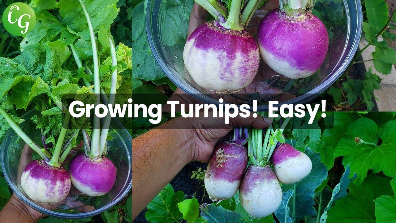How To Grow Turnips: A Comprehensive Guide
