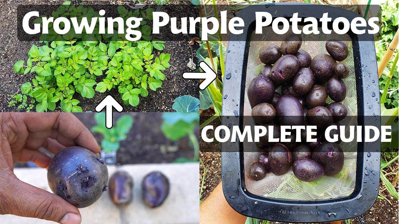 Planting & Growing Purple Potatoes - A Complete Potato Growing Guide