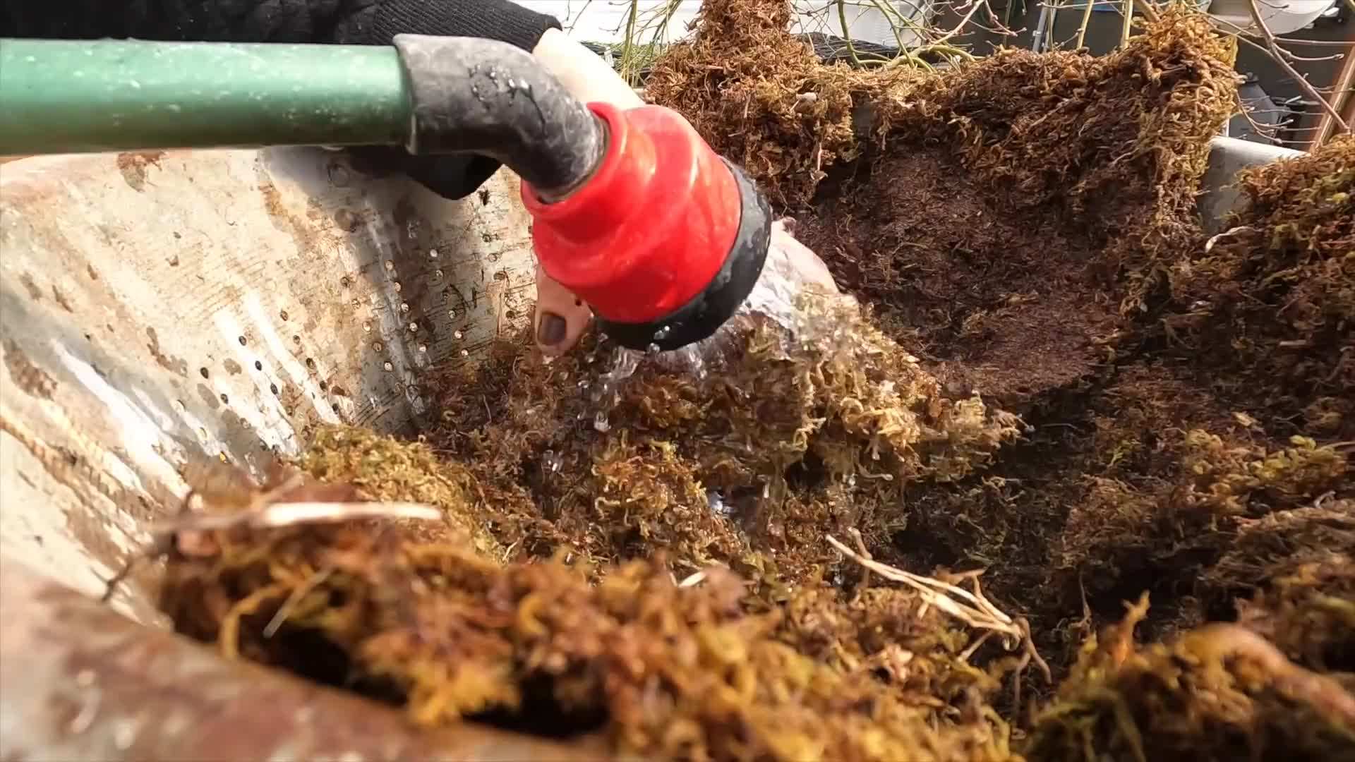 Harvesting salad greens and herbs for continuous growth