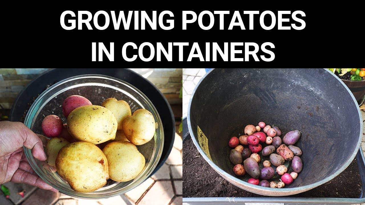 Growing Potatoes in Containers: A Complete Guide for Beginners