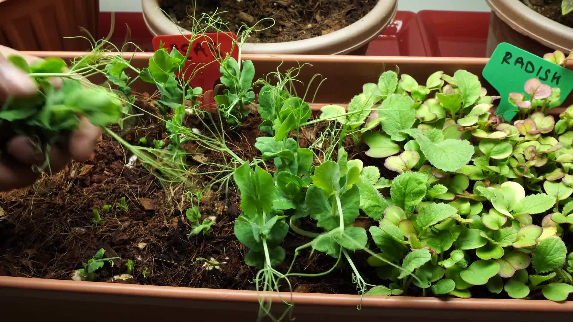 Harvesting fresh lettuce from the garden