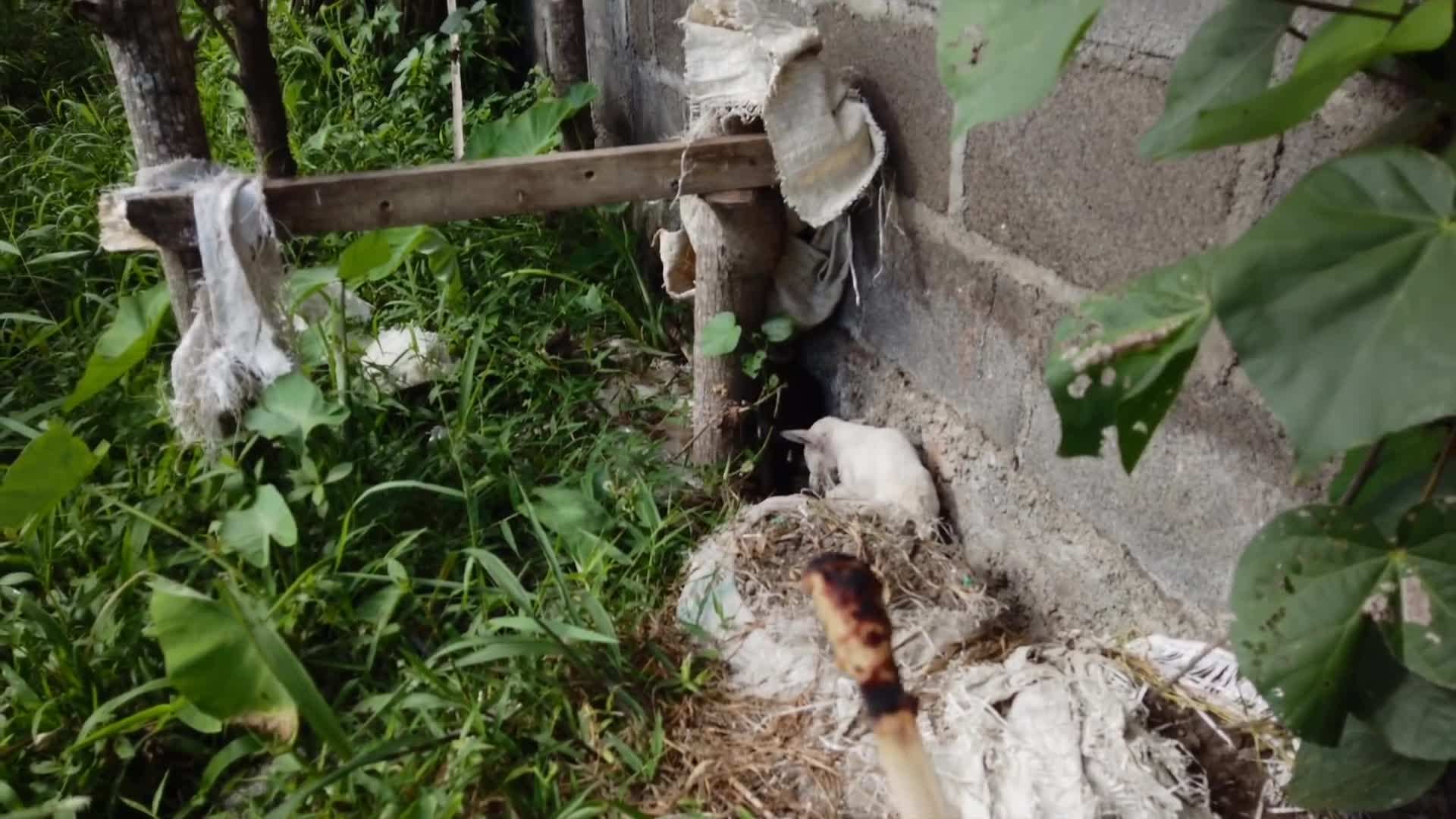 The breathtaking beauty of Sidemen's rice terraces