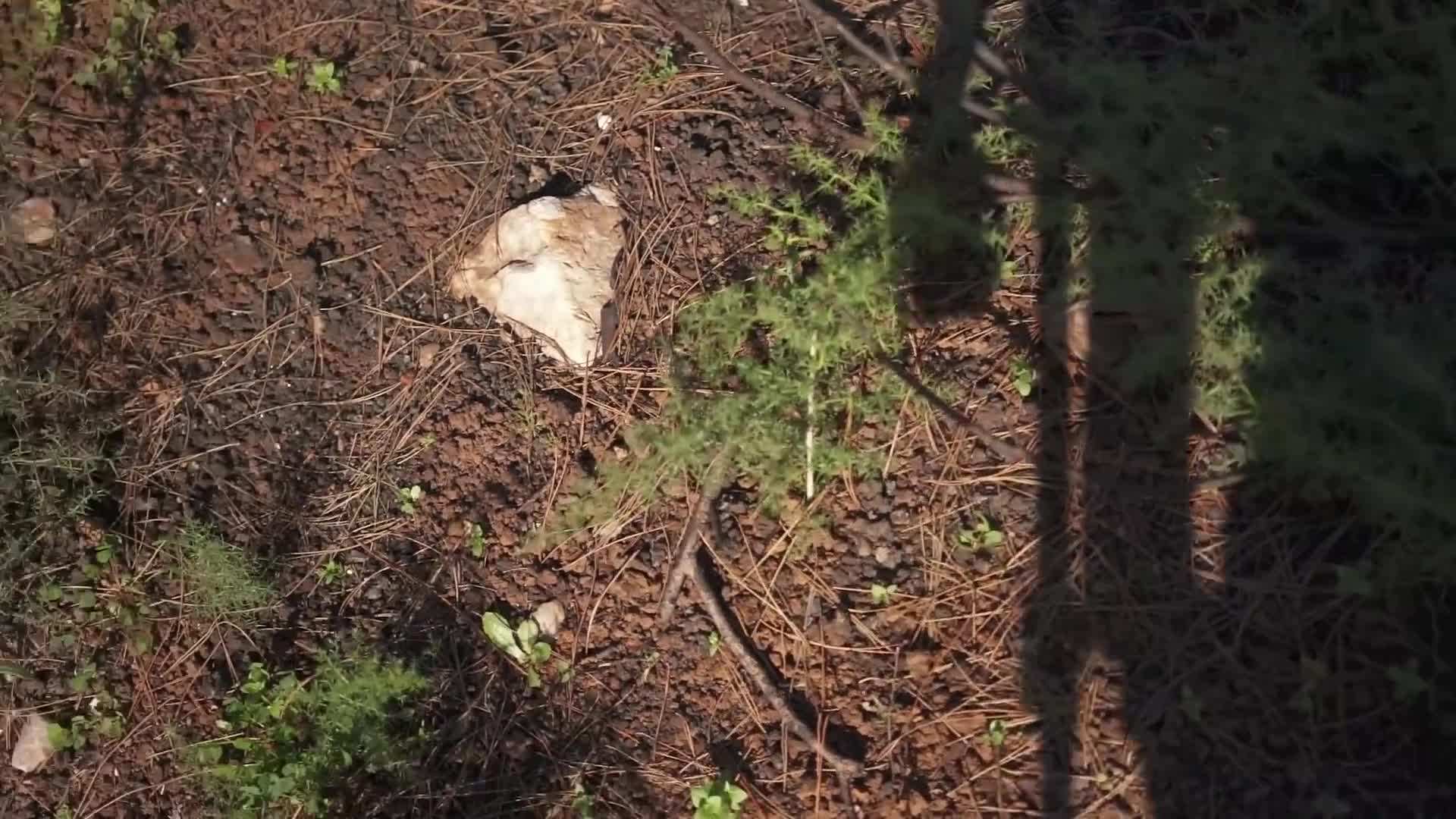 A close-up of wild mushrooms I discovered during my foraging expedition