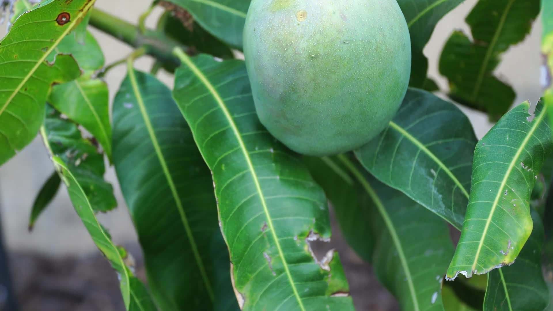 Proper Planting Process for Mango Trees