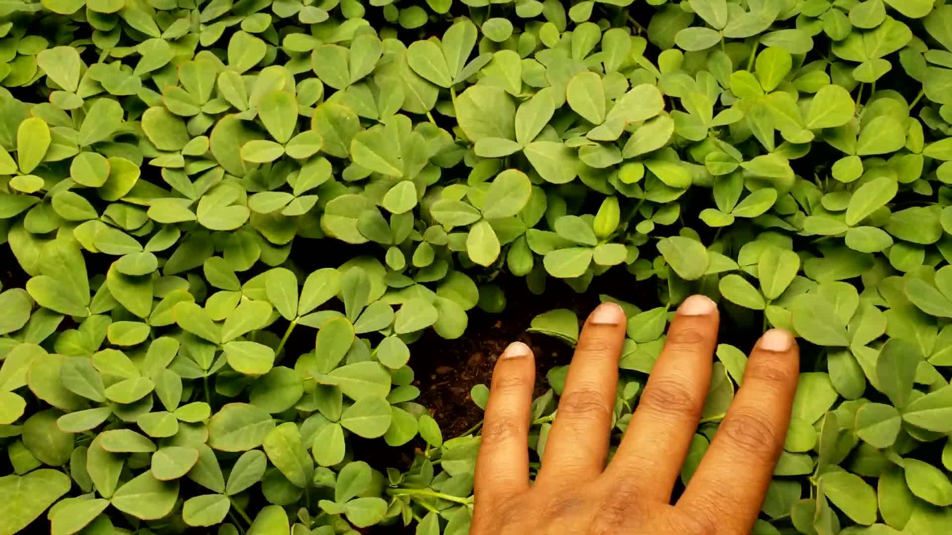 Germinated fenugreek seeds