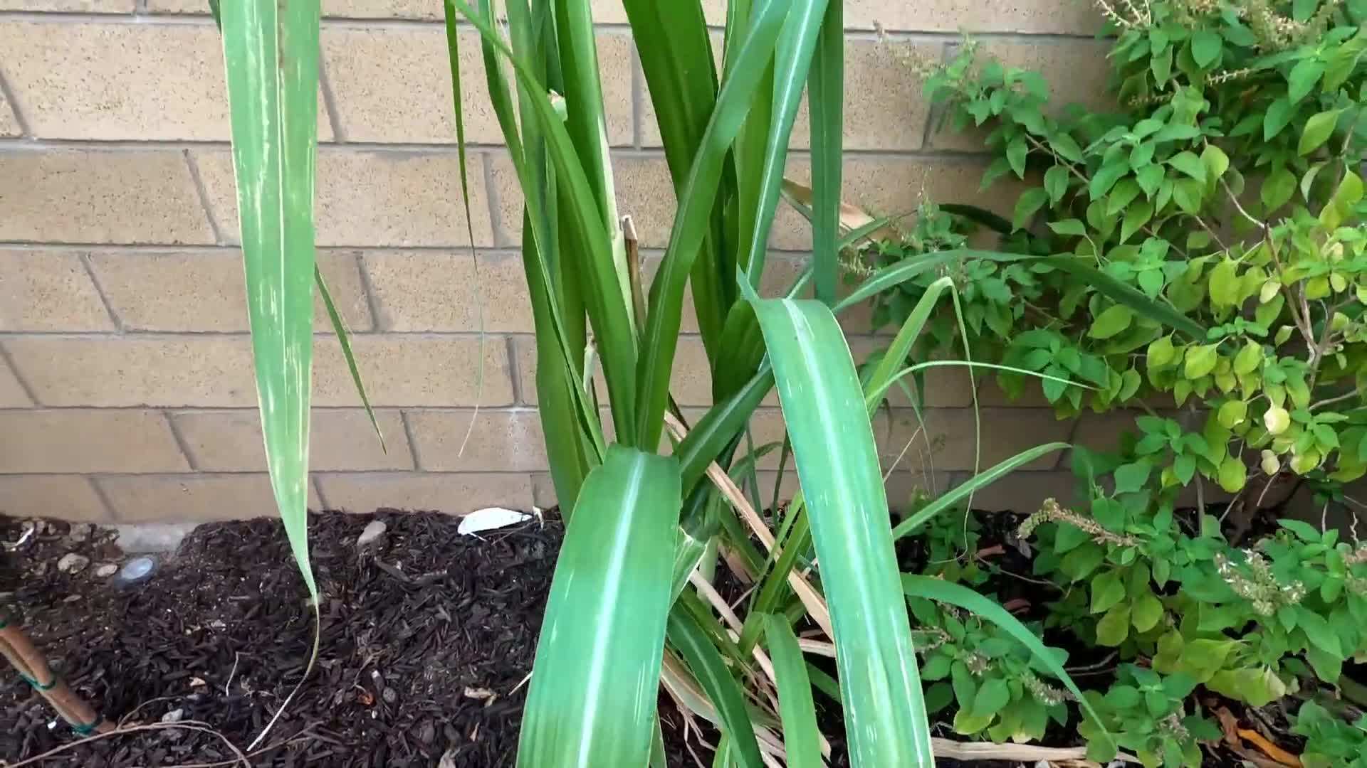 Different varieties of sugarcane