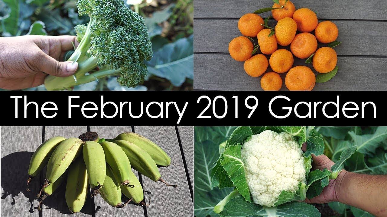 California Garden Tour - February 2019: Gardening Tips, Harvests & Things To Do
