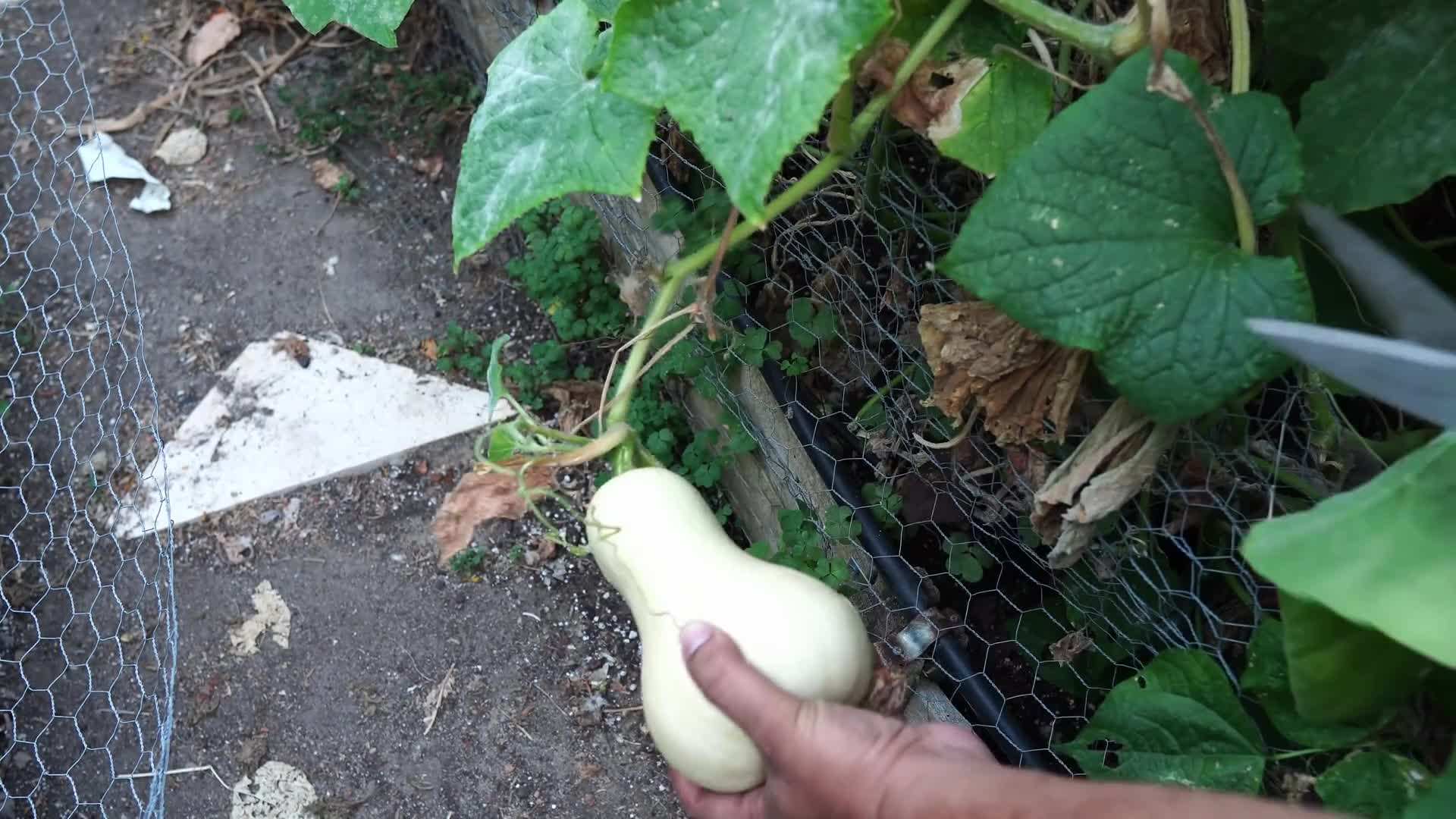 Dwarf Plants for Small Spaces