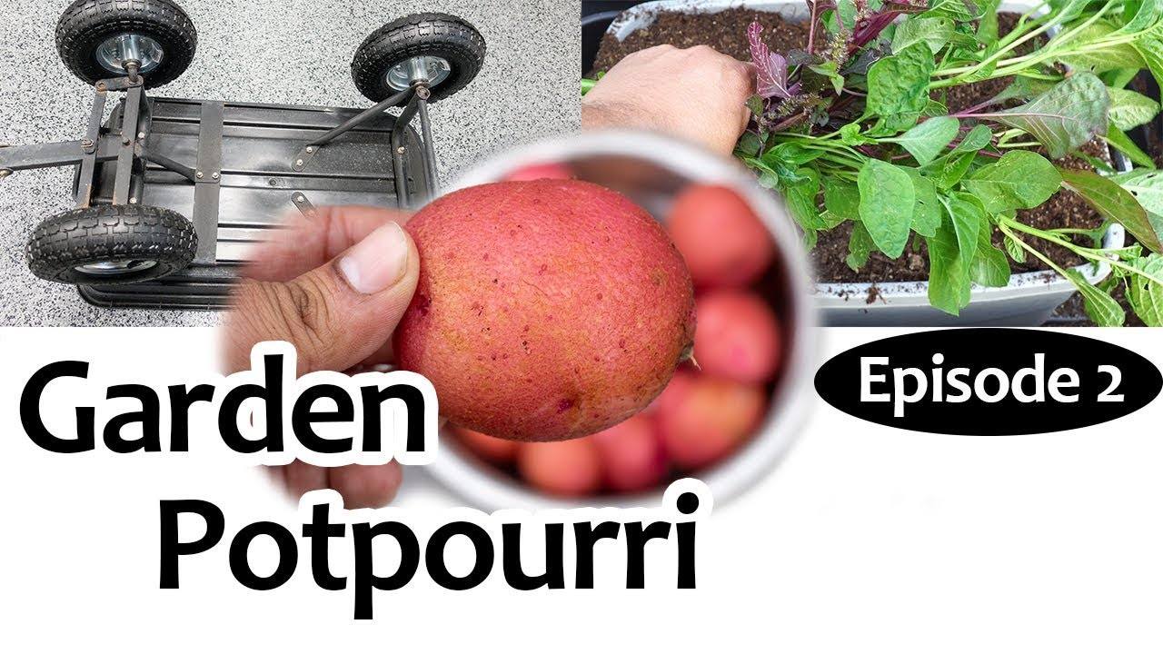 Garden Potpourri Episode 2 - Gardening Tips, Hacks & More!